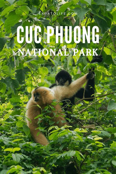 Cuc Phuong National Park Vietnam: A Handy Guide | Expatolife