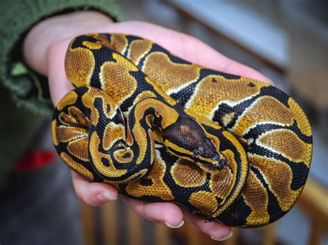 Ball Python Size & Weight Guide (By Age & Growth Rate) - Reptile Advisor