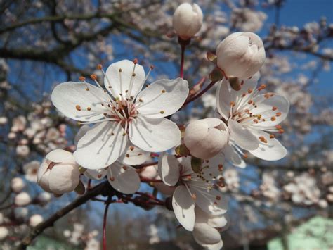 Prunus domestica Greengage | Wychwood Tasmania