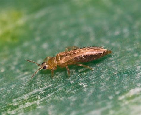 Thrips On Plants: How To Fight, Preparations, Folk Remedies