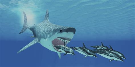 Megalodon Shark Vs Whale Shark