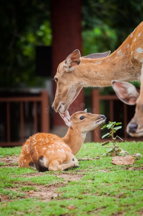 Baby Deer and Mom& X27;s Stock Photo - Image of outdoor, grass: 138171246