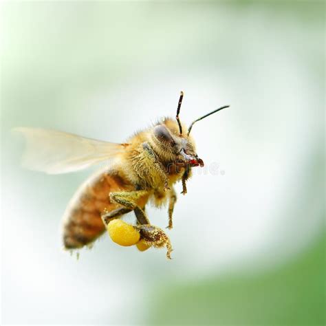 Flying Honey Bee Stock Photo - Image: 39832592