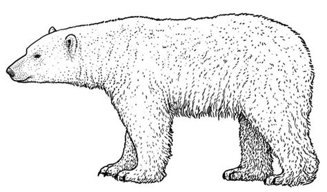 Polar Bears Drawing