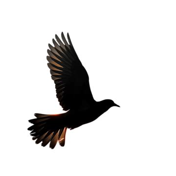 Silhouette Of The Flying Bird In Nature At Sunset, Nature, Silhouette ...