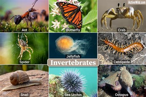 Invertebrates Examples With Footage & Fascinating Details - Secret Pet Life