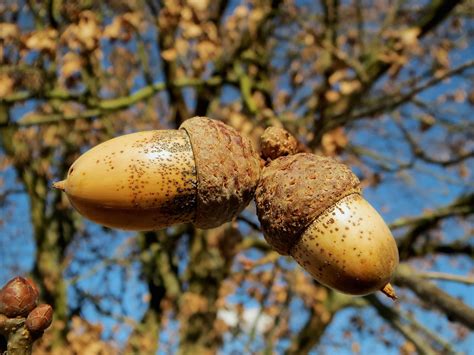 Download free photo of Oak,quercus robur,english oak tree,nuts,macro - from needpix.com