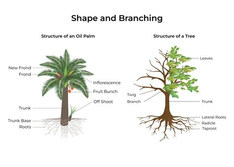 Oil Palm Anatomy: 5 Ways an Oil Palm Differs From a Typical Tree - Musim Mas