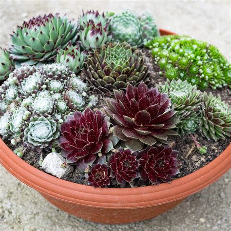 YouGarden Indoor Succulents Collection 3 8.5cm Plants, Green: Amazon.co ...