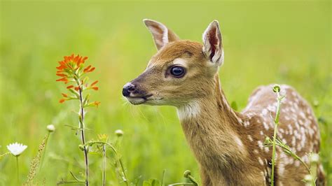 HD wallpaper: Mule Deer Amid Yucca, Chihuahuan Desert, Mexico, animals ...