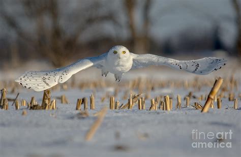 Snowy Owl Wingspan Photograph by Cheryl Baxter - Fine Art America