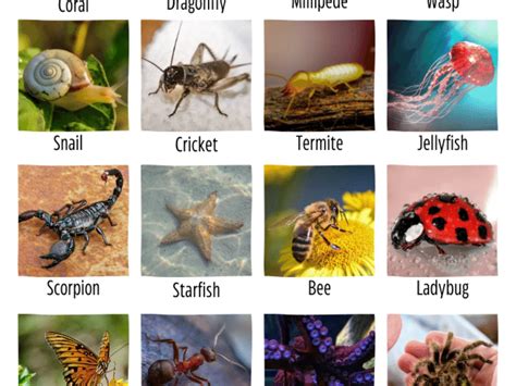 8 Intriguing Facts About Invertebrates - Facts.net