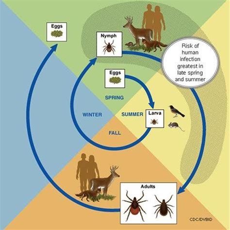 Generalized life cycle of Ixodidae (hard ticks). (CDC/DVBD, 2014) | Download Scientific Diagram