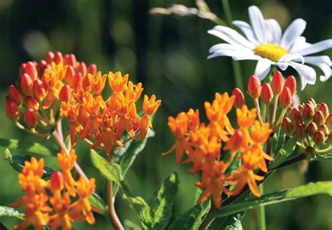 Butterfly weed | Native, Perennial, Orange | Britannica