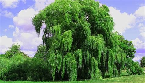 Willow Tree – Meaning and Symbolism