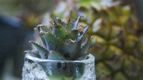 Pineapple propagation | How to regrow pineapple! | Houseplant Central