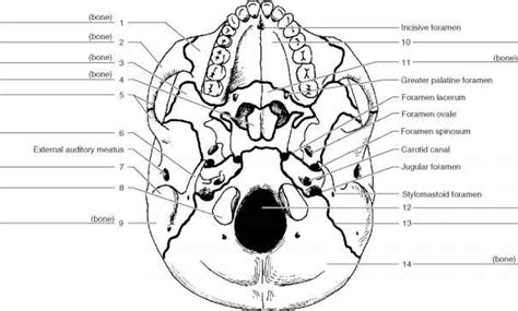 Skull Labeling Worksheets