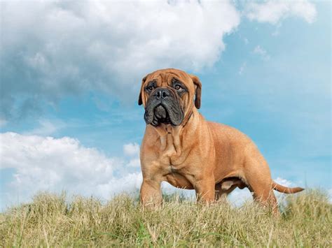 Bull Mastiff Rescues