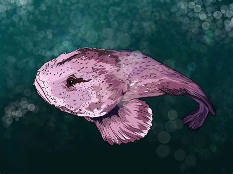 Blobfish: The Famous Unusual-Looking Fish - Ocean Info