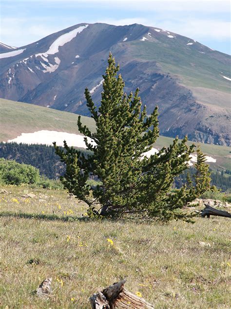 Alpine Tundra | World Biomes | The Wild Classroom