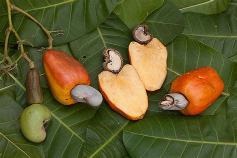 Can You Eat a Cashew Fruit? – Press To Cook