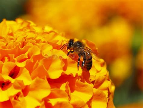 Bee Pollinating a Cempasuchil Flower in Tepoztlan, Morelos, Mexico I Stock Image - Image of ...