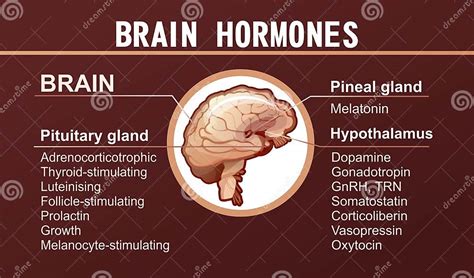 Human Brain Hormones Information Poster Stock Illustration - Illustration of glands, chemistry ...