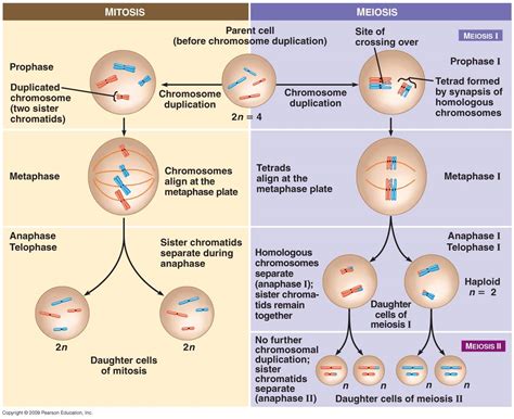 Meiosis vs. Mitosis: Comparison | SchoolWorkHelper