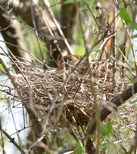 How Long Does It Take Northern Cardinals to Raise a Family? | Natural Crooks Ramblings