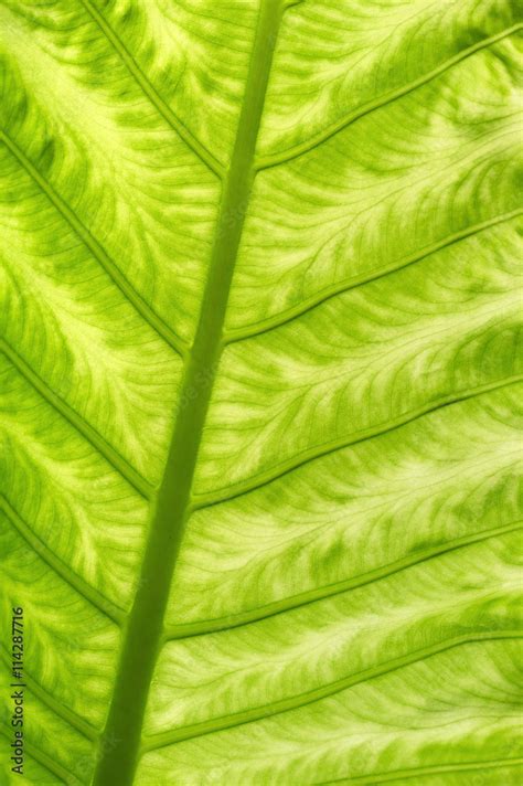 Green leaf, close up Stock Photo | Adobe Stock