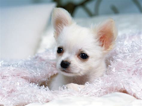 Cute Dogs: White Chihuahua Dogs