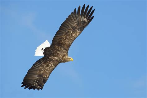 White tailed eagle in full flight at Sheldaig bar and coastal kitchen ...