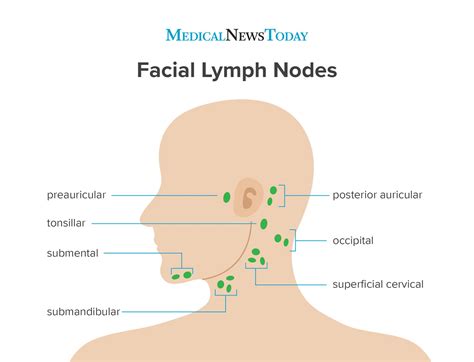 The preauricular lymph nodes sit just... - Medical News Today