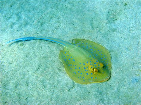 Blue-spotted stingray — Stock Photo © vintrom #1216098