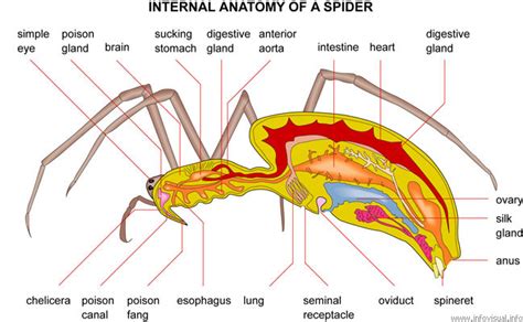 Spider Anatomy