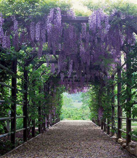 Flowering Wisteria Vines On Pergola by Sandra Ivany