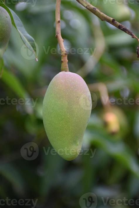 Mango on tree. Leaf tree mango. 10970173 Stock Photo at Vecteezy