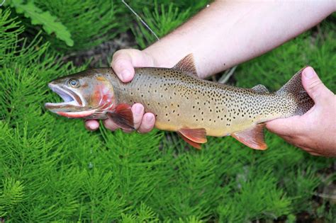 Yellowstone Cutthroat Trout – Western Native Trout