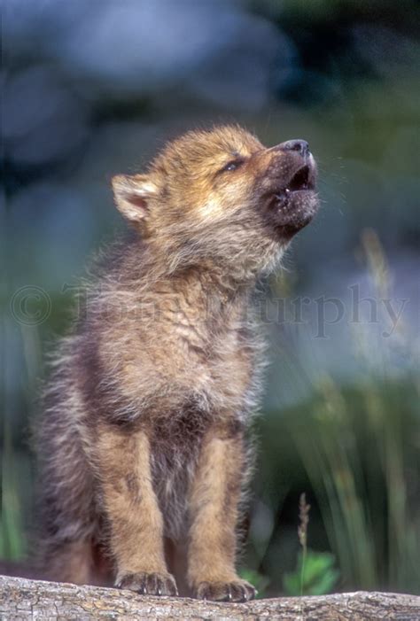 Wolf Pup Howling – Tom Murphy Photography