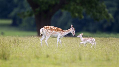 Fallow Deer – Bing Wallpaper Download