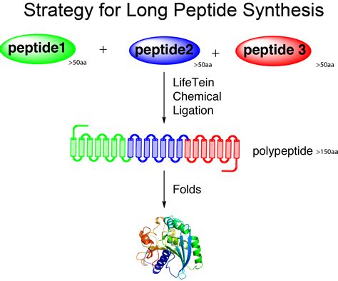 Long-peptide-synthesis-by-ligation | LifeTein Peptide Blog