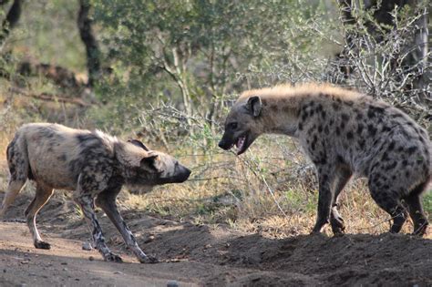 Wild Dog vs Hyena by Nick Evans - Photo 14728551 / 500px