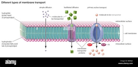 Types of transport across the cell membrane include simple diffusion ...