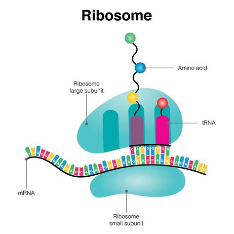 Ribosomes Diagram