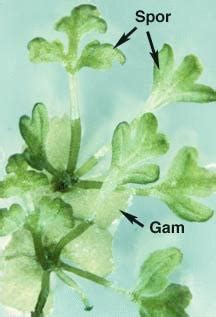 Fern Gametophyte | BIOL/APBI 210 Lab Information