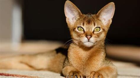 10 Yellow Cats with Bright & Stunning Looks | Purina