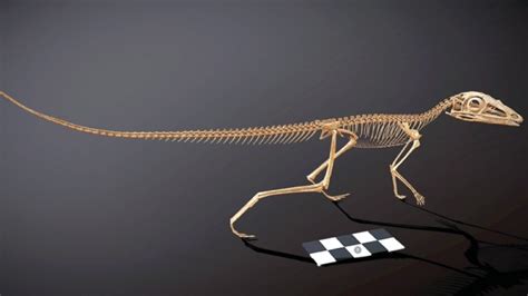 Fossils Reveal Pterosaur Relatives Before They Evolved Wings - Oman Observer