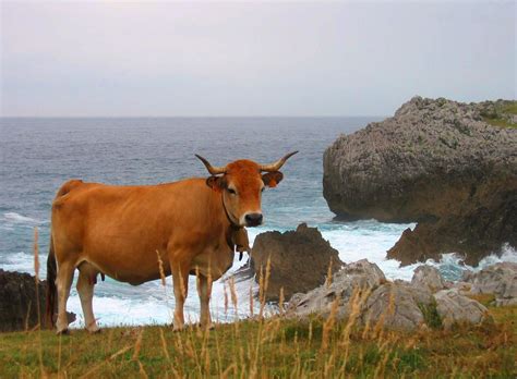 Asturias - Green Spain between mountains and the sea