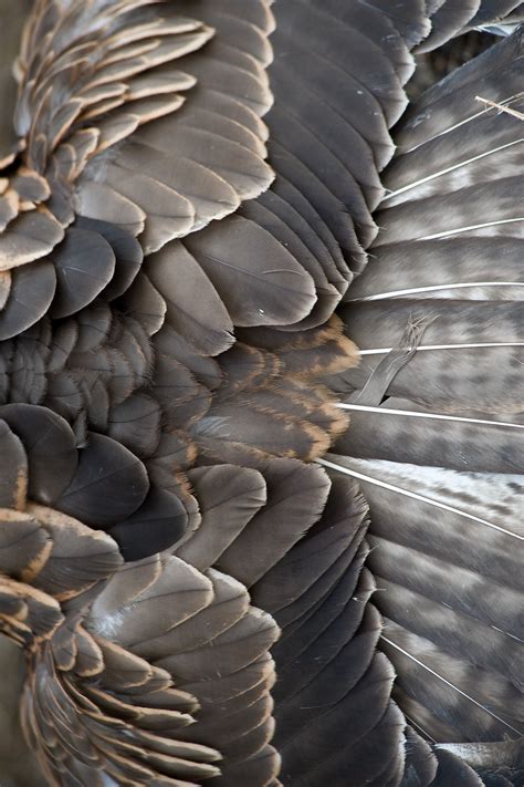 True Textures ☆ | Texture inspiration, Feather texture, Patterns in nature