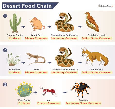 Food Chain And Food Web Food Chain Food Web Desert Biome Food Chain And ...